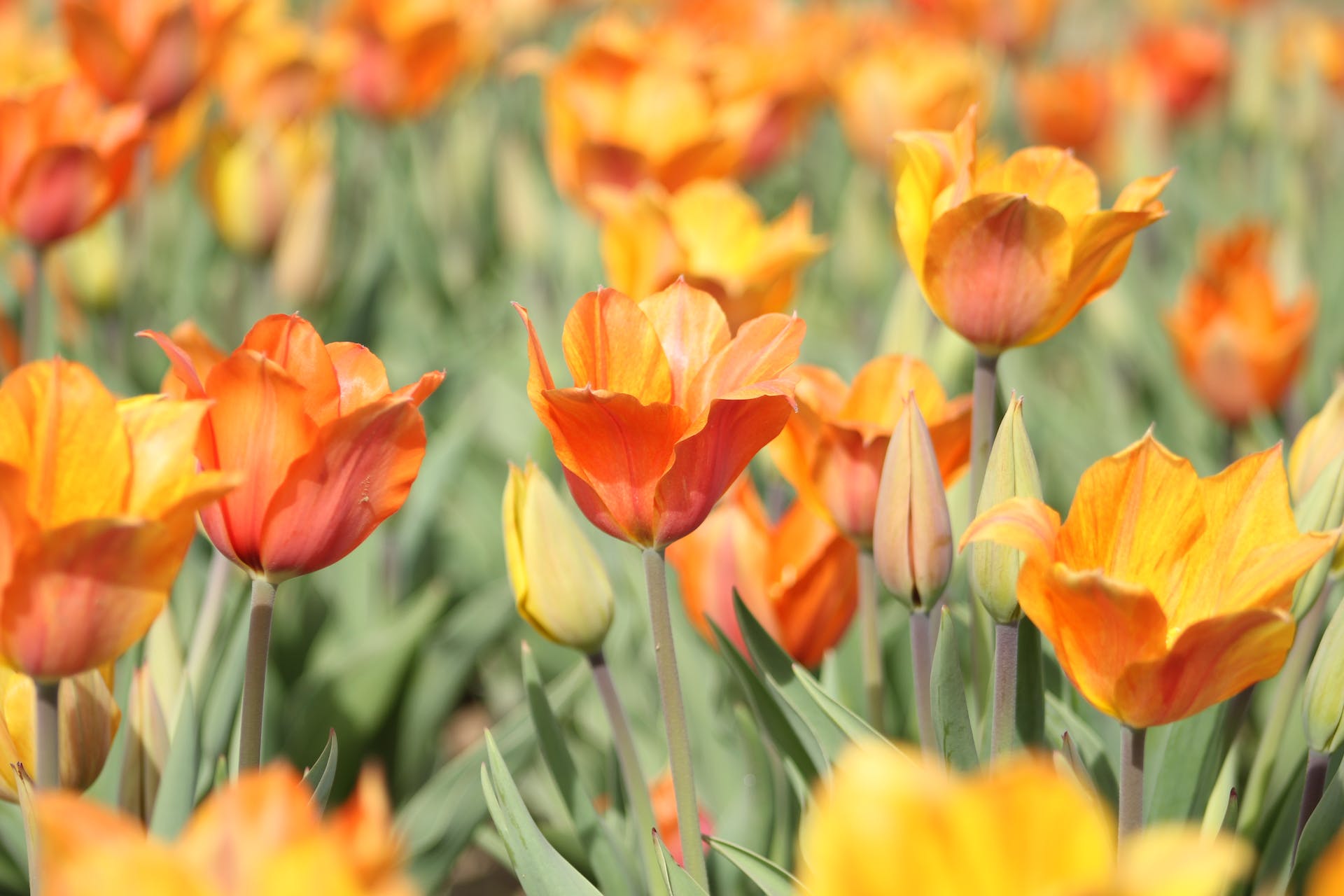 Spiritual Growth Spring