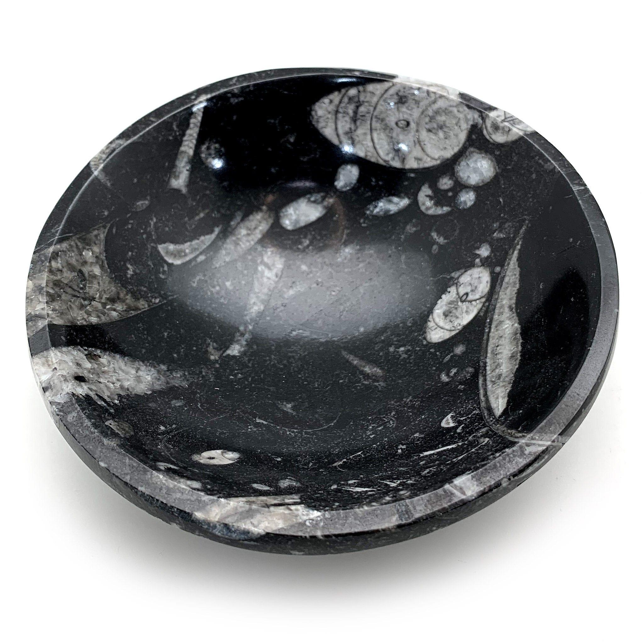 Orthoceras Fossil Bowl
